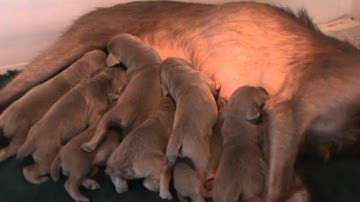 Slovakian Rough Haired Pointer puppies 8 days old