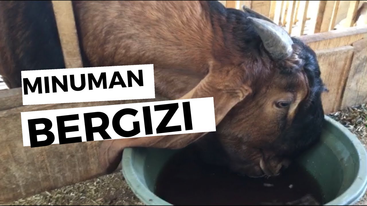 Kasih Minum Ini Biar Kambing Cepat Gemuk !! 