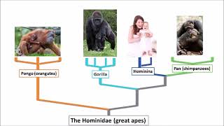 The Eleven Hominidae or Great Apes