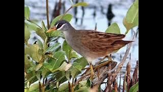 Suara Burung Tikusan alis putih untuk Jaring