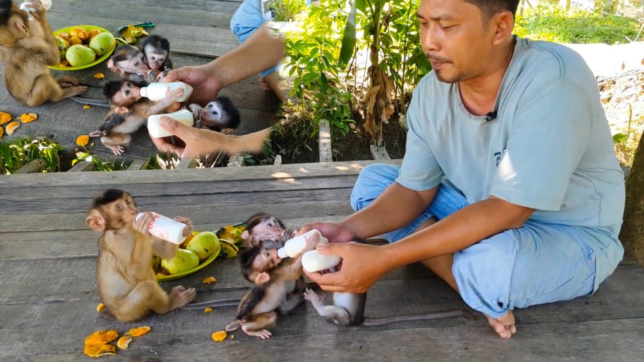 Woowww 😱😱😍 extraordinary, five baby monkeys come out of the playground drinking milk in the yard