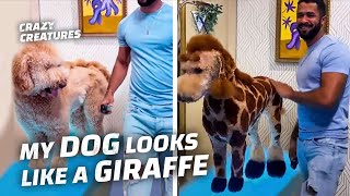 This Dog Transformed Into a Giraffe? by Crazy Creatures 1,254 views 1 year ago 2 minutes, 13 seconds