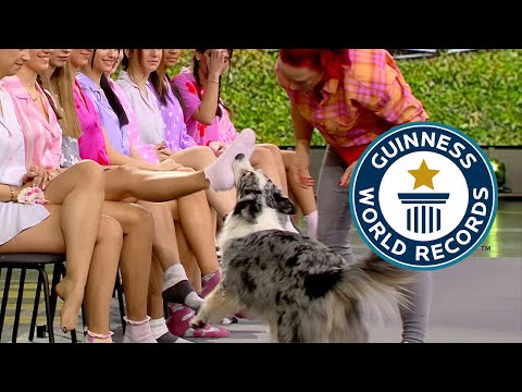 Most Socks removed by a Dog in 1 Minute! | Guinness World Records