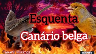 Esquenta canário belga levanta qualquer canário fria