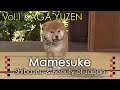 Mamesuke -Shiba Inu & Beauty of Japan- / Vol.1 KAGA YUZEN