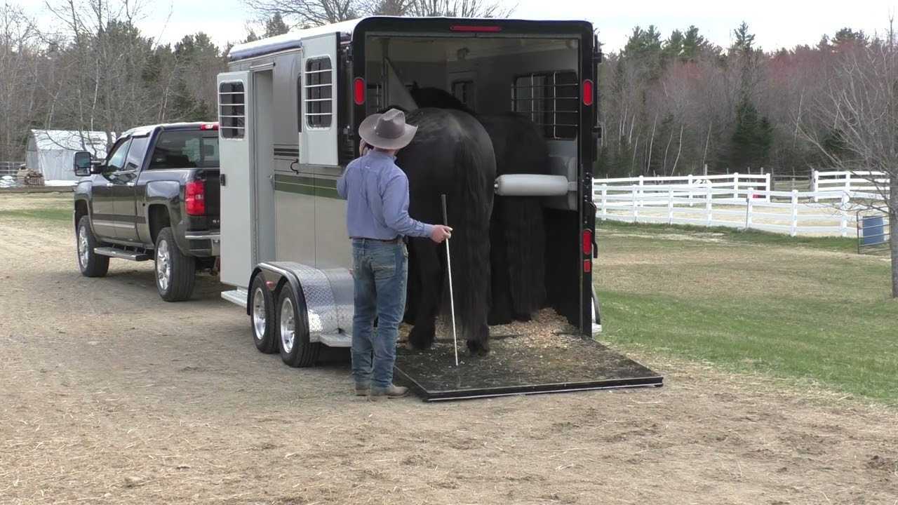 Trailer loading solutions-two Friesian geldings