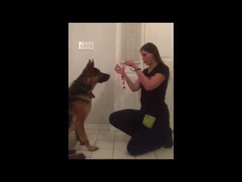 Como ensinar seu cão a usar sinos bacio