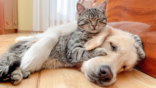 Cute Cat Loves to Sleep with Adorable Golden Retriever