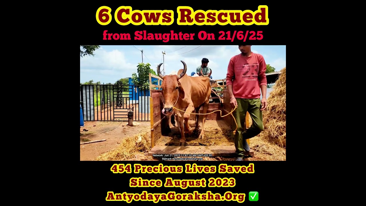 [21 Jun 2025] Six Cows Saved