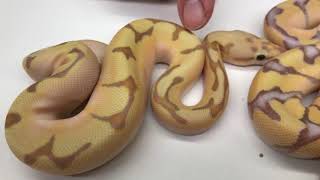 2018 Ball Pythons #16  I hope you like the color orange! Wealth