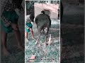❤என்றும் தீராத காதல்🥰jallikattu lover whatsapp status tamil💋அகரம் ஜல்லிக்கட்டு பேரவை..🔥
