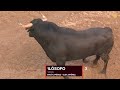 Sorteo toros Hnos. García Jiménez en Sevilla, lunes 24 de abril 2023