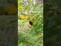 Шмель