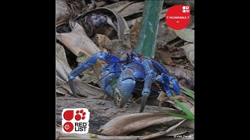 IUCN Red List @60 Campaign