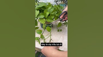 Cây trầu bà rũ chỉ cần cắt cành giâm vào đất là có ngay cây mới #youtubeshorts #plants