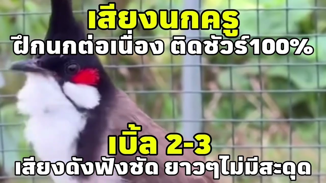 เสียงนกกรงหัวจุก เบิ้ล2-3อาชีพ เสียงดังฟังชัด ยาวๆไม่มีสะดุด #นกเบิ้ลอาชีพ #เสียงนกครู