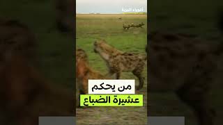 من يحكم عشيرة الضباع #shorts