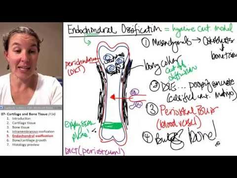 Video: Welk weefsel vormt het model voor endochondrale ossificatie?