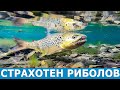 Много хитри и плашливи риби. Успешен риболов на пъстърва с 3D PVC Mayfly Nymph на Savage Gear