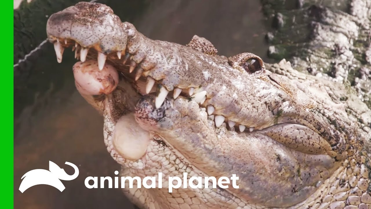 clips for crocs Croc’s Lower Jaw Destroyed After Being Hit By A Car | Evan Goes Wild: Passion and Purpose