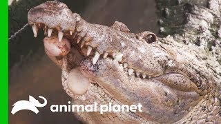 Croc’s Lower Jaw Destroyed After Being Hit By A Car | Evan Goes Wild: Passion and Purpose