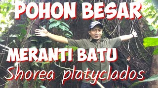 GETTING TO KNOW THE TYPES OF LARGE MERANTI STONE TREES (Shorea platyclados)