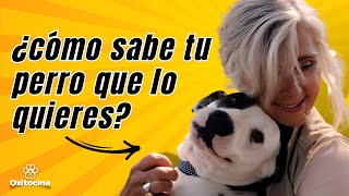 Cómo crear una relación sólida con tu perro: Consejos para un perro feliz y equilibrado by Oxitocina Magazine 2,269 views 1 month ago 5 minutes, 34 seconds