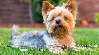 Yorkshire Terrier:  Unveiling the Charm of the Tiny Titans!