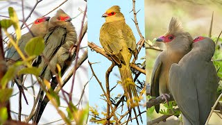 Red-faced mousebirds (Urocolius indicus) are small, social birds found in eastern Africa