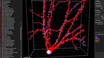 Introduction to Imaris for Neuroscientists - Chinese Version - Imaris