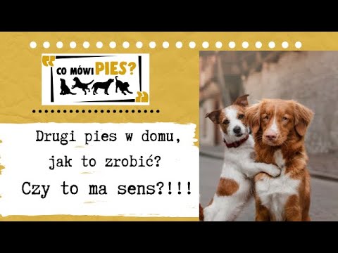 Wideo: Mój pies obawia się wody