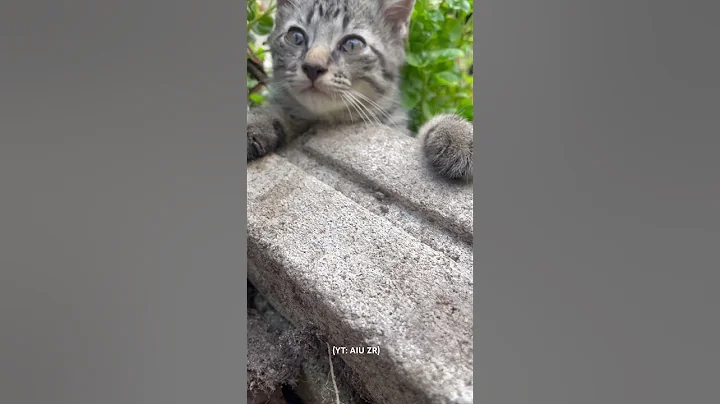 Video 11042461: cat kucing kitten cute, cat funny kitten kucing