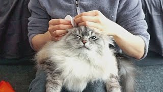 How To Clean Cat's Ears At Home By Yourself by Kuku's Diary 1,671 views 2 years ago 4 minutes, 13 seconds