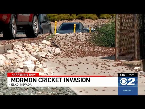 Mormon crickets create creepy, crawly nuisance in Elko invasion