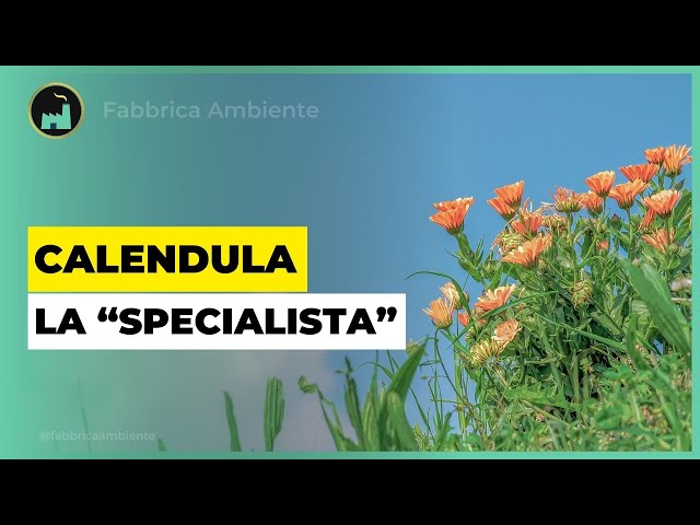 Calendula, Un Fiore "Specialista" Per La Difesa Dell'Ambiente: Ecco Quando e Come Usarla