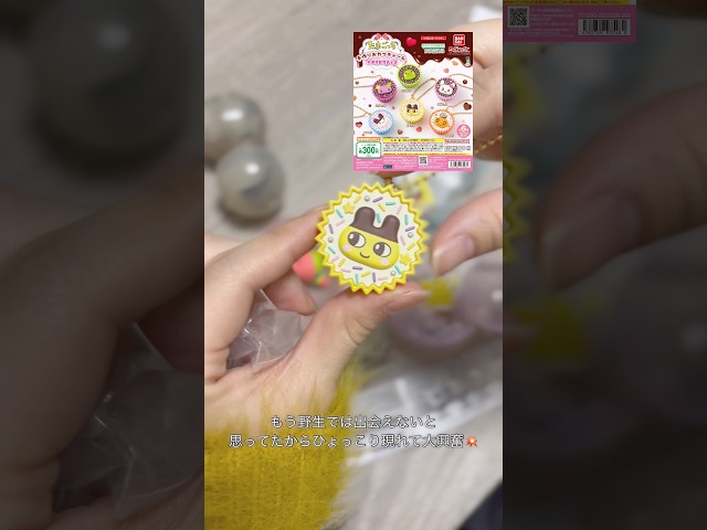ガチャガチャ開封🍫🧽#ガチャガチャ #カプセルトイ #たまごっち #スポンジボブ #生活音 #asmr