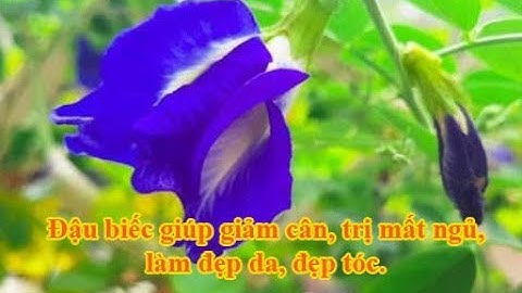 Đậu biếc giúp giảm cân, trị mất ngủ, làm đẹp da, đẹp tóc.