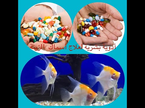استخدام الأدوية البشرية في علاج أمراض الاسماك