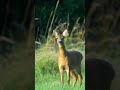 Roe Deer - Sound up #shorts #short