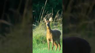 Roe Deer - Sound up #shorts #short