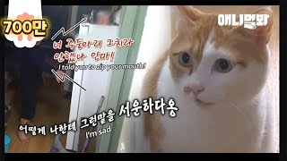 Cat Talks Without Stopping For Five Years