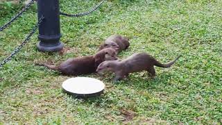 Smoothcoated Otter  World Otter Day 2026