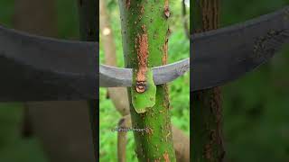 tips grafting👍🕺 #fypシ #satisfying #woodscraft #bonsai #nature #fruit