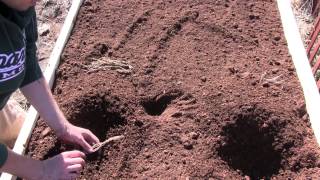 Planting Asparagus Crowns In a NEW Raised Bed