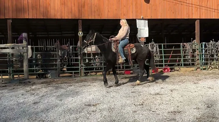 464 black standardbred Mare 15.1H 20+ yr old $800 +40 coggins deadline 12/19/25 ￼