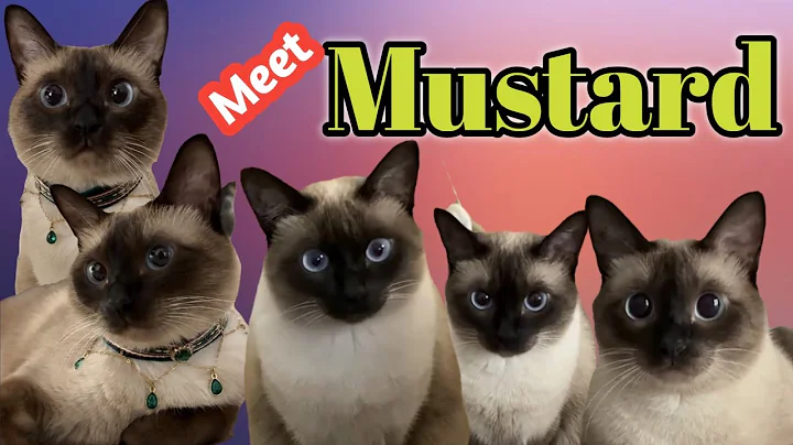 Watch the video about Meet Mustard || A Siamese cat