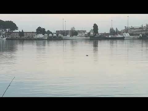 დელფინები ფოთის ნავსადგურში - Dolphins in port of Poti, Georgia