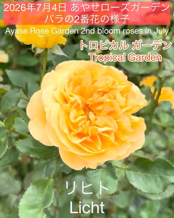 July 4, 2026 Ayase Rose Garden: Second Flush Roses] Licht and more
