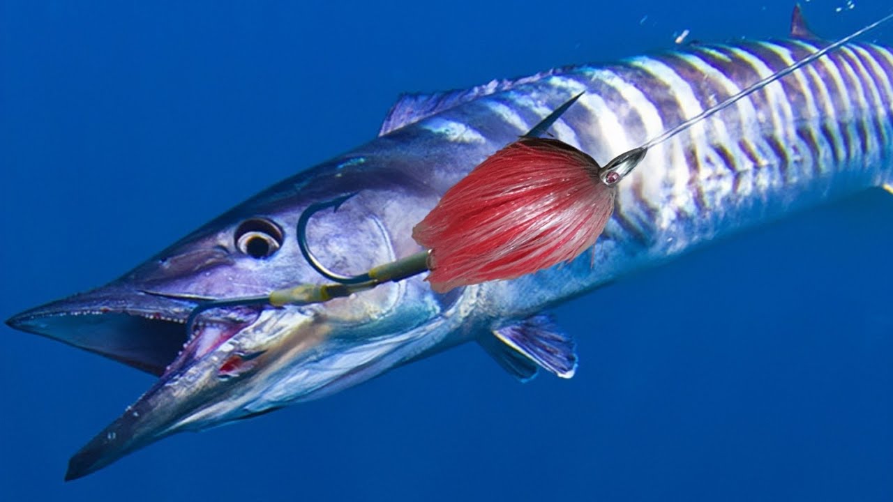 how to catch KING MACKEREL catch and sell YouTube