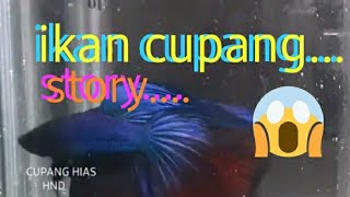 Story wa ikan cupang hias red blue #subscribe